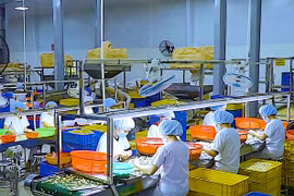 Phân loại hạt điều tại Công ty TNHH Olam chi nhánh Gia Lai. Ảnh: Hà Duy