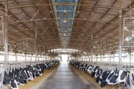 Trang trại chăn nuôi bò sữa tại xã Đak Ya, huyện Mang Yang. Ảnh: L.N