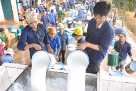 "Tập kết" mủ cao su tại Công ty TNHH một thành viên Tổng Công ty 15-Chi nhánh Công ty 75. Ảnh: Internet