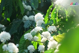 Mãn nhãn hoa cà phê trắng muốt sườn đồi