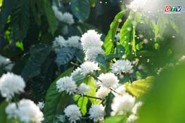 Mãn nhãn hoa cà phê trắng muốt sườn đồi