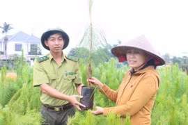 Các đơn vị chức năng tích cực phối hợp trong công tác kiểm tra, tháo gỡ vướng mắc về đất đai, kiểm soát chất lượng cây giống, tạo mọi điều kiện thuận lợi để các nhà đầu tư. Ảnh: Q.T