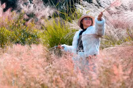 Sơn Lang đẹp mơ màng mùa cỏ lau hồng nở rộ.