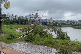 Nhiều cây hoa anh đào bị bật gốc, đổ rạp xuống mép suối. 