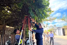 Giải cứu hàng trăm cây hoa ban bị cùm sắt "trói" nhiều năm.