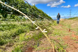 Công nghệ về nông-lâm-thủy sản là 1 trong 5 nhóm kinh tế mũi nhọn của tỉnh được xây dựng lộ trình đổi mới công nghệ. Ảnh: Hà Duy