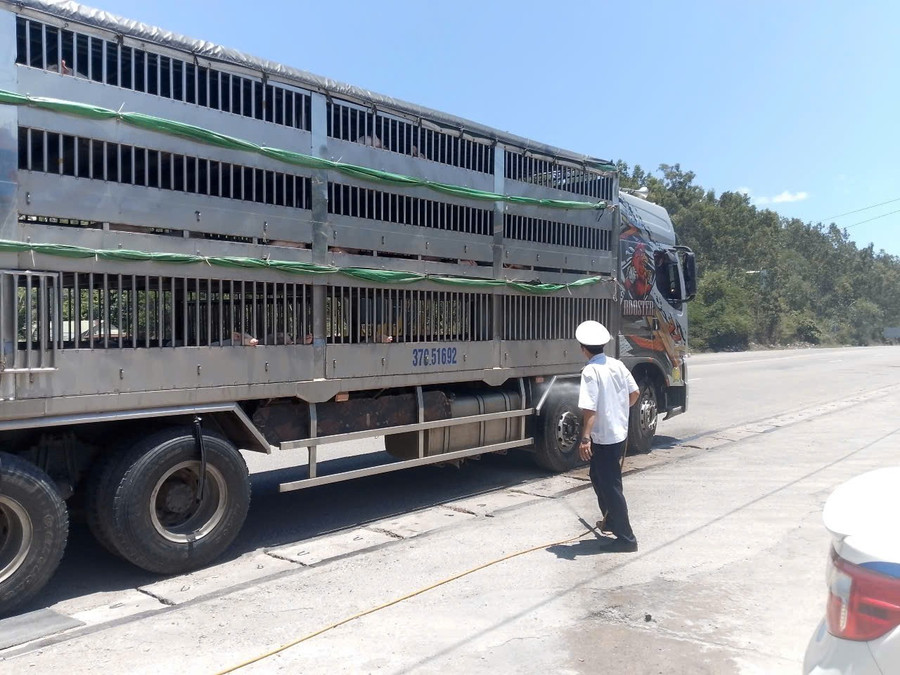 Nhân viên Chốt kiểm dịch động vật Bình Đê tiến hành phun thuốc khử trùng phương tiện vận chuyển heo từ ngoài tỉnh trước khi vào địa bàn. Ảnh: MH a2-kiem-tra.jpg