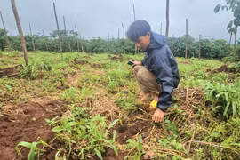 Gia Lai: Người dân bức xúc vì vườn cà phê mới trồng bị nhổ trộm