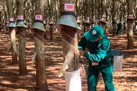 24 tuyển thủ tham gia hội thi bàn tay vàng thu hoạch mủ cao su