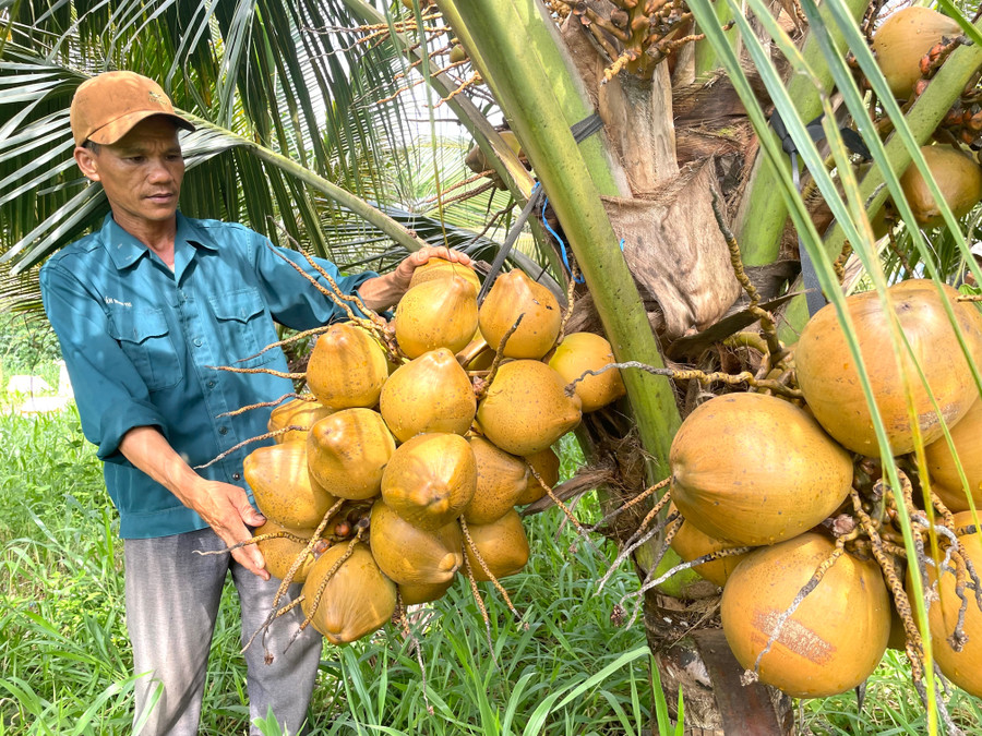 Những buồng dừa xiêm trĩu quả hứa hẹn đem lại nguồn thu nhập ổn định. Ảnh: Văn Ngọc nhung-buong-dua-xiem-triu-trit-qua-duoc-anh-thiet-trong-tren-khu-vuc-bien-gioi-anh-van-ngoc.jpg