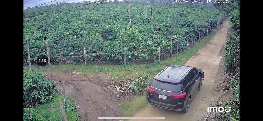 Tài xế ô tô đã bỏ chạy vào khu vực vườn cà phê vắng vẻ (ảnh cắt từ clip). tai-xe-o-to-da-bo-chay-vao-khu-vuc-vuon-ca-phe-vang-ve-anh-cat-tu-clip.jpg