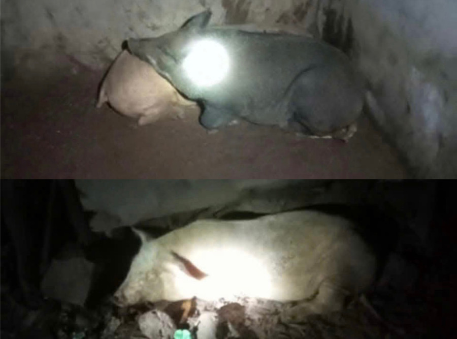 Một số người dân mang heo nghi mắc bệnh về chuồng nhà. Ảnh: Văn Hoàng mot-so-nguoi-dan-da-mang-heo-nghi-mac-benh-ve-chuong-nha-anh-van-hoang.jpg