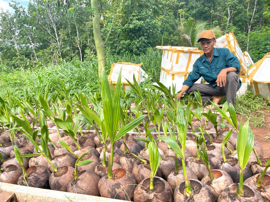 Anh Thiết đang tự ươm giống dừa để mở rộng diện tích. Ảnh: Văn Ngọc anh-thiet-dang-tu-uom-giong-dua-de-mo-rong-dien-tich-anh-van-ngoc.jpg
