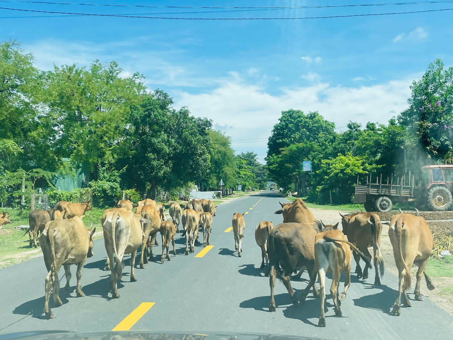 Những đàn bò dàn hàng ngang trên quốc lộ 25 gây khó khăn cho các phương tiện giao thông. Ảnh: Văn Ngọc nguoi-chan-bo-thuong-de-bo-dan-hang-ngang-tren-quoc-lo-25-gay-kho-khan-cho-cac-phuong-tien-luu-thong-anh-van-ngoc.jpg