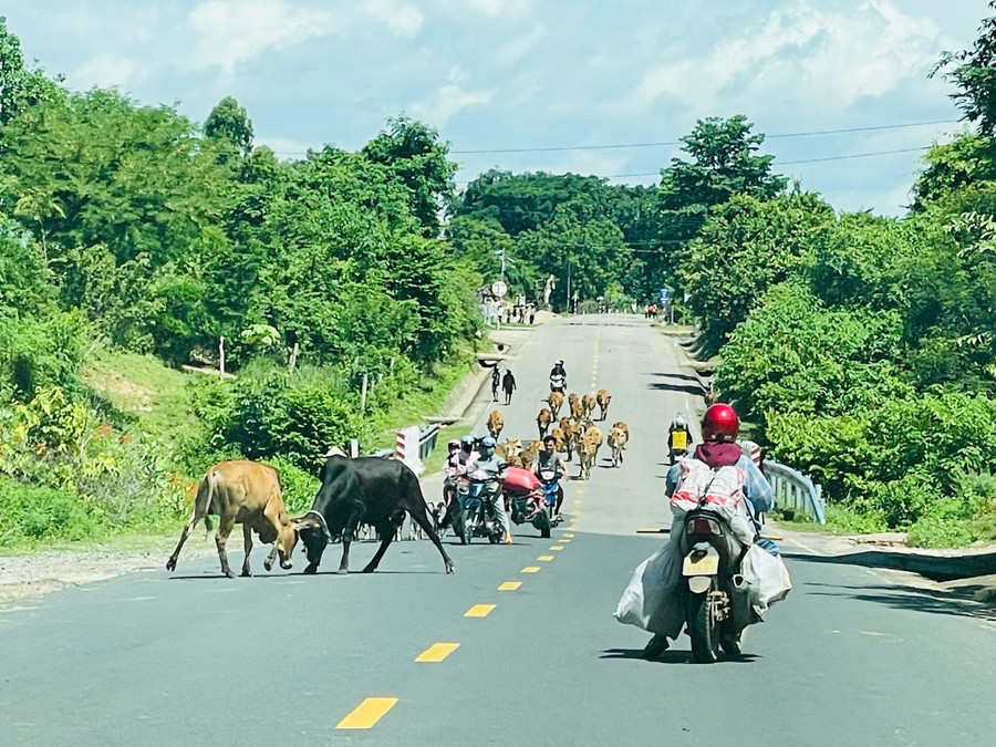 Người dân hoang mang khi phải "đối đầu" với đàn bò trên đường. Ảnh: Văn Ngọc nguoi-dan-hoang-mang-khi-phai-doi-dau-voi-dan-bo-tren-duong-anh-van-ngoc.jpg