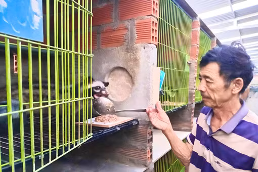 Gia Lai: Mở hướng làm giàu từ nuôi cầy vòi hương