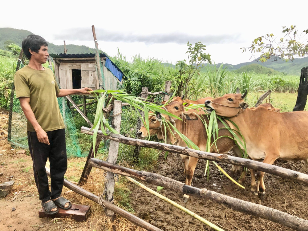 ông Rah Lan Đang (buôn Ma Giai, xã Đất Bằng) chăm sóc đàn bò của gia đình. Ảnh: Lê Nam ong-rah-lan-dang-cham-soc-dan-bo-cua-gia-dinh.jpg