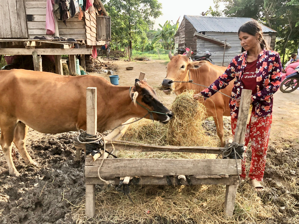 Bà Nay Pươi (làng Bhă Nga, xã Ia Rmok) chăm sóc cho 2 con bò vừa được hỗ trợ để phát triển kinh tế. Ảnh: Lê Nam ba-nay-puoi-lang-bha-nga-xa-ia-rmok-cham-soc-cho-2-con-bo-vua-duoc-ho-tro-de-phat-trien-kinh-te.jpg