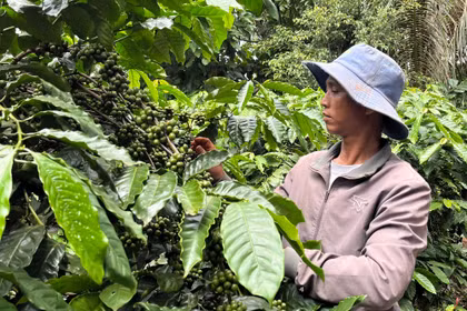 Quét mã nông sản có thể biết gì về vùng trồng và lô hàng?