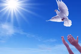 Giữ hòa bình trường tồn