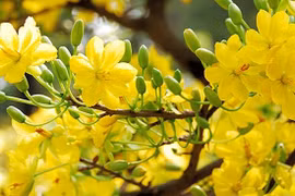Thơ xuân: Đôi điều cảm nhận