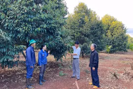 Hợp tác xã Minh Phát Farms: Liên kết sản xuất, chế biến và tiêu thụ sản phẩm