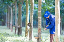 Giá cao su xuất khẩu đạt mức cao nhất trong 2 năm qua