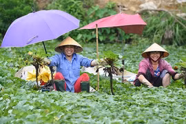 Nhớ… ấu!
