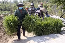 Chợ cỏ Ô Lâm