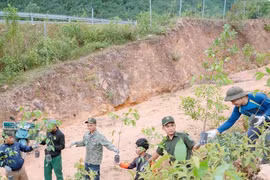 Hành trình trả rừng về nguyên bản