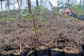 Bị khởi tố vì lấy sâm Trung Quốc giả sâm Ngọc Linh rao bán