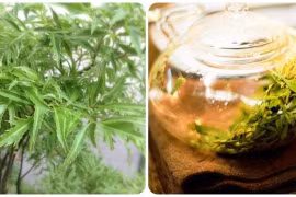 Uống nước lá đinh lăng có tác dụng gì?
