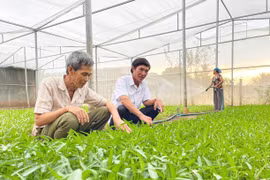Nâng tầm sản phẩm rau quả Phú Thiện