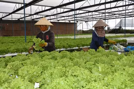Mô hình trồng rau thủy canh trong nhà màng của Công ty TNHH một thành viên Hương Đất An Phú. Ảnh: Lê Nam