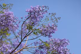 Phố núi trăm hoa khoe sắc