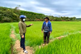 Gần 500 tỷ đồng được phân bổ để phát triển kinh tế-xã hội vùng vùng đồng bào dân tộc thiểu số và miền núi. Ảnh Hà Duy.