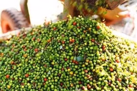 Giá hồ tiêu ở Gia Lai tăng 2.000 đồng/kg 