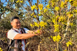 Gia Lai: Làng mai ở phố núi Pleiku tất bật cho vụ hoa Tết Giáp Thìn