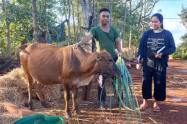 “Trợ lực” cho hộ nghèo ở Chư Pưh