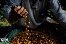 Giá càphê arabica tăng lên mức cao nhất 13 năm do lo ngại về nguồn cung