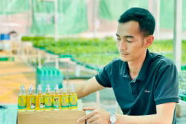 Chế biến dầu ép lạnh từ hạt chanh dây