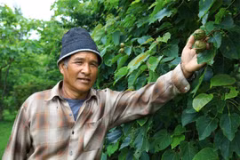 “Người đuổi gió” trên đỉnh Cu Vơ