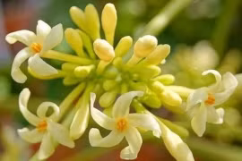 Hoa đu đủ đực tươi và hoa đu đủ đực khô, dùng loại nào tốt hơn?