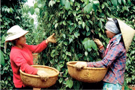 Giá hồ tiêu trong nước tăng 2-3 triệu đồng/tấn