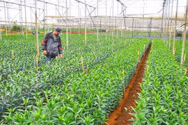Người trồng hoa Đà Lạt thấp thỏm vụ hoa ly Tết