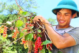 Sản vật ngũ vị tử trên đỉnh Ngọc Linh