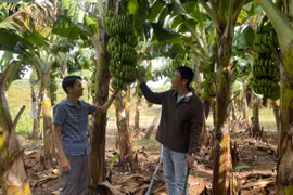 Anh Đỗ Trung Hòa thu tiền tỷ từ vườn chuối tiêu hồng