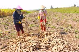 Xuất khẩu mì đạt 1,3 tỷ USD