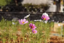 Ngày sang xuân