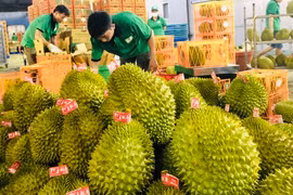 Xuất khẩu rau quả cao kỷ lục